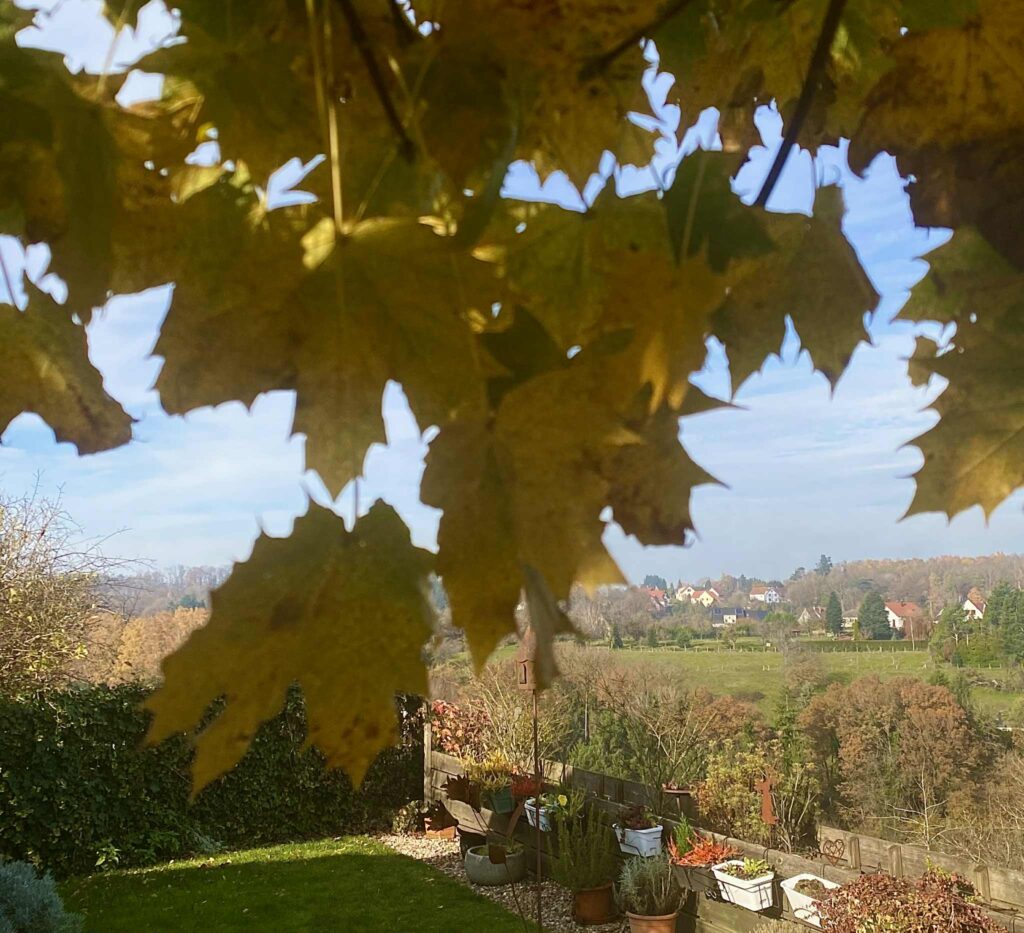 Couleurs automnales dans le jardin du Cocon