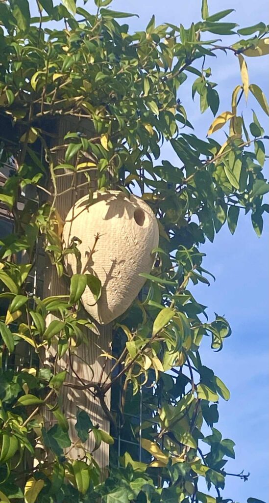Nichoir en bois pour les mésanges